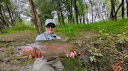 Big rainbow trout 1